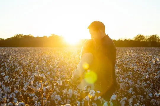A couple embraces in a golden-lit cotton field at sunset.